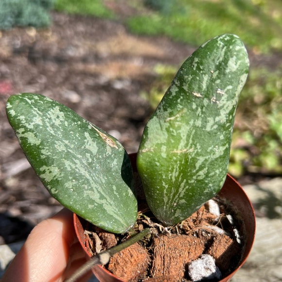 Hoya Sigillatis AH 001 sp. Borneo - Picture 7 of 11
